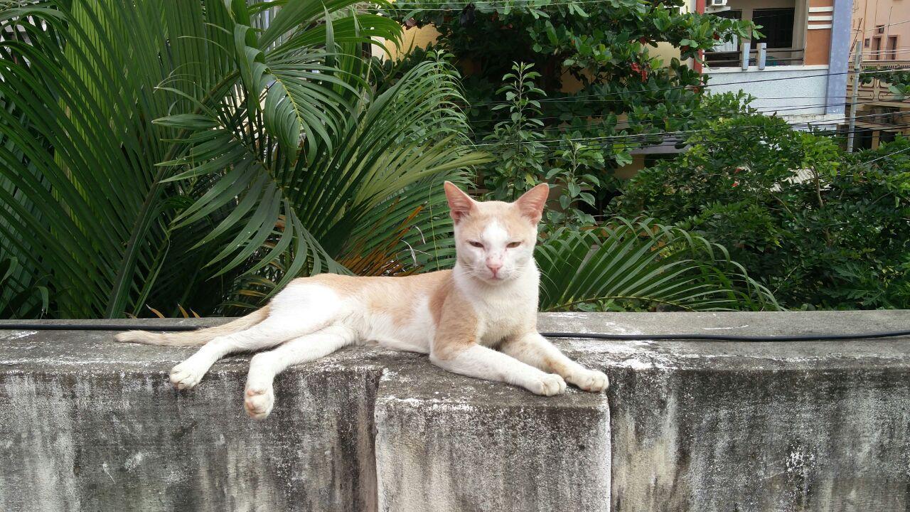 Cat on a wall